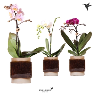 Kolibri Orchids Phalaenopsis Mix 1 spike in Classy Cube pot