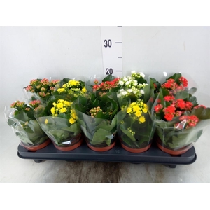 Kalanchoe blos.   ..rosebud mix  5