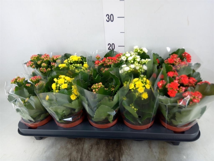 <h4>Kalanchoe blos.   ..rosebud mix  5</h4>