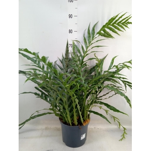 Aglaomorpha coronans   ...juveniel