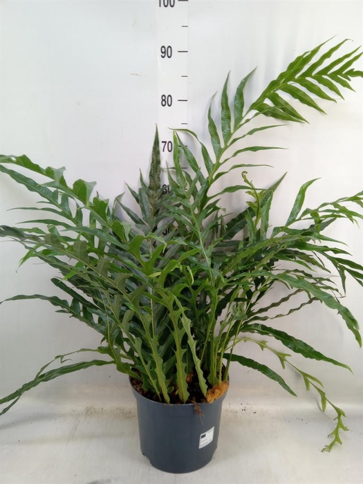 <h4>Aglaomorpha coronans   ...juveniel</h4>