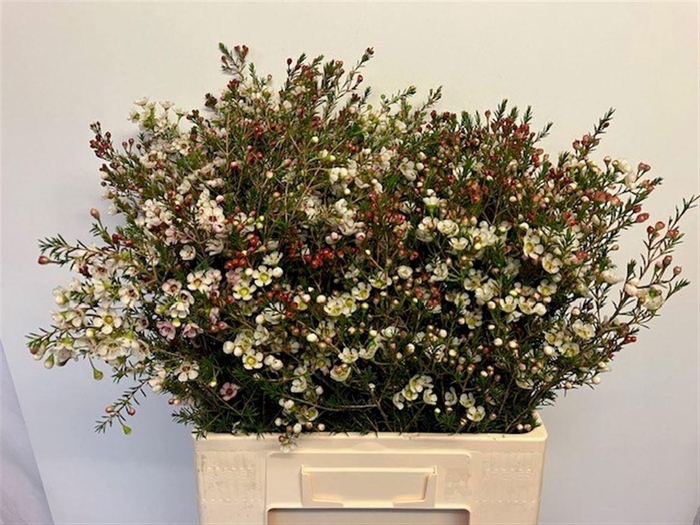 <h4>CHAME ME GIL</h4>