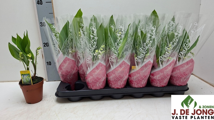 <h4>CONVALLARIA MAJALIS</h4>