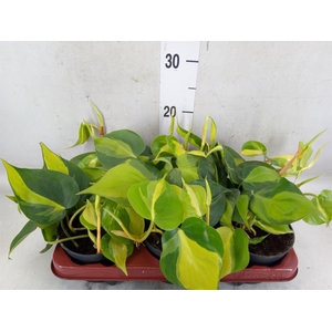 Philodendron scand. 'Brasil'