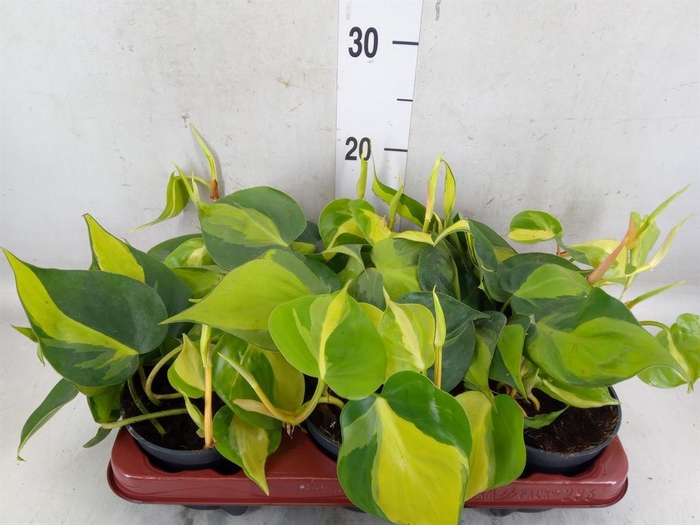 <h4>Philodendron scand. 'Brasil'</h4>