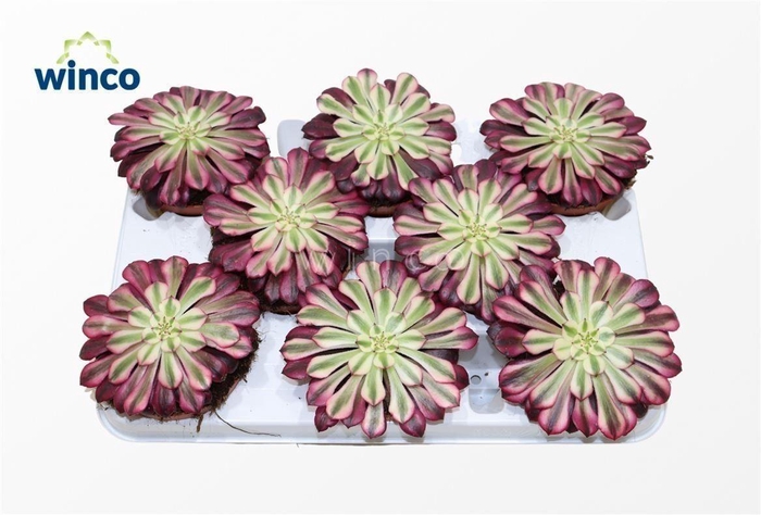 <h4>Aeonium Red Copper</h4>