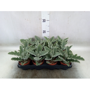 Kalanchoe NF beharensis