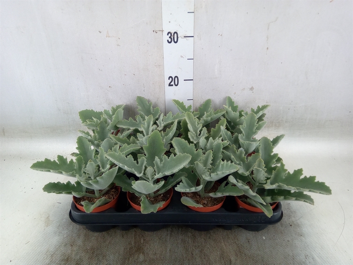 <h4>Kalanchoe NF beharensis</h4>