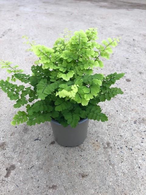 ADIANTUM RADDIANUM P11