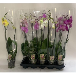 PHAL GEM