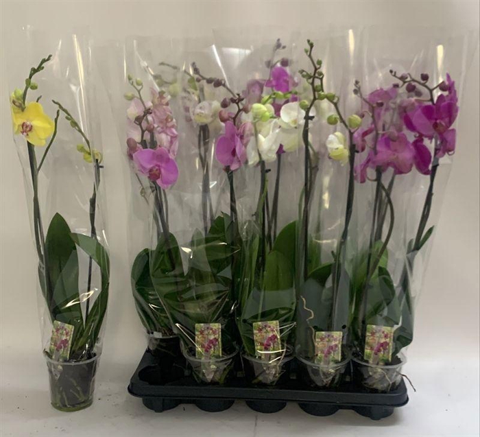 <h4>PHAL GEM</h4>