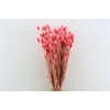 Dried Phalaris X5 Cerise Bunch
