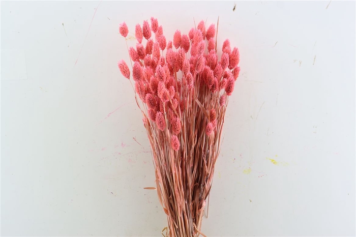 Dried Phalaris X5 Cerise Bunch