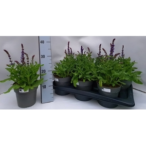 SALVIA NEMOROSA