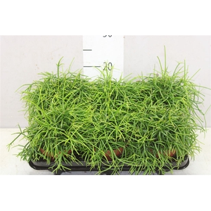 Rhipsalis Cassutha