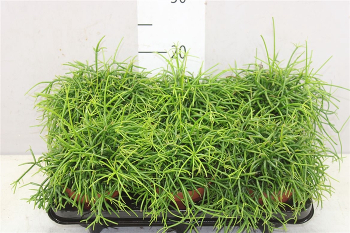 <h4>Rhipsalis Cassutha</h4>