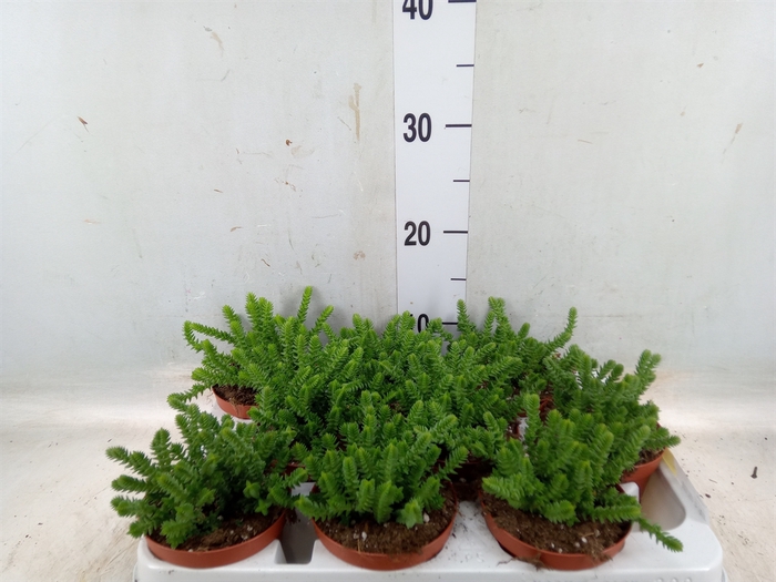 <h4>Crassula   ...</h4>