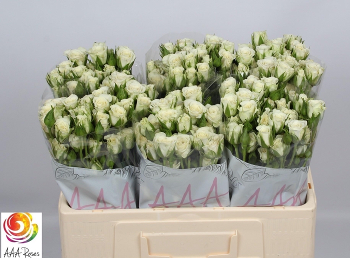 <h4>R TR SNOWFLAKE</h4>