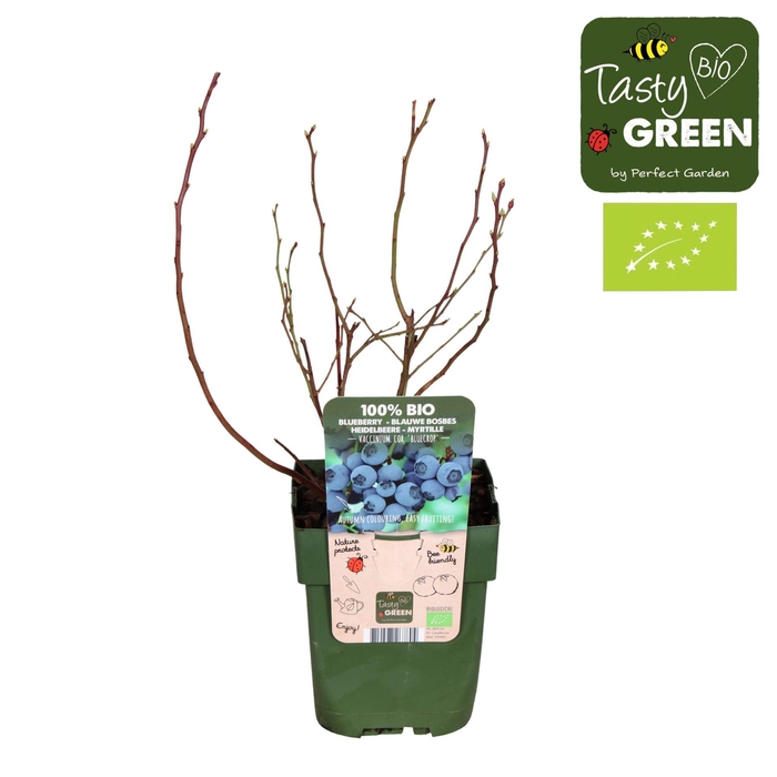 Vaccinium corymbosum Bluecrop