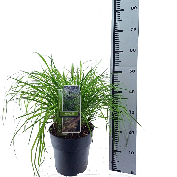 <h4>PENNI ALOPECUROIDES</h4>