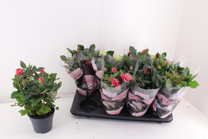 <h4>RO PATHIT GEM 5 SRT</h4>