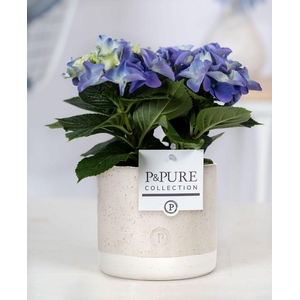 Hydrangea blue in P&PURE Jade ceramics