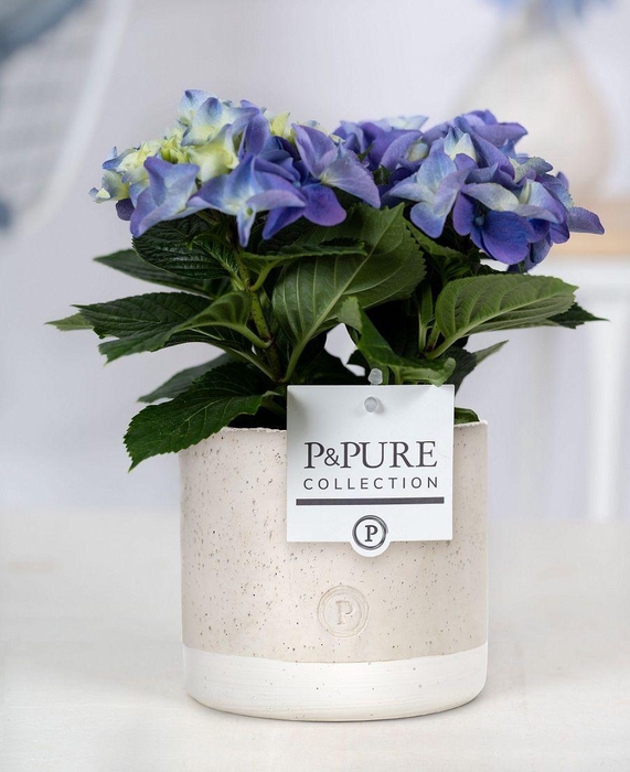 <h4>Hydrangea blue in P&PURE Jade ceramics</h4>