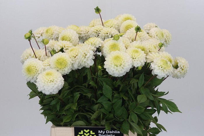 <h4>Dahlia Caro</h4>