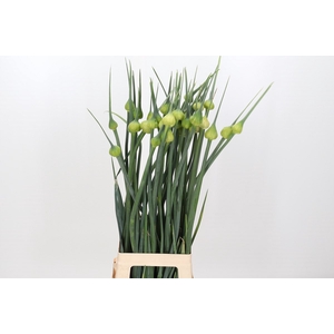 Allium Kenton