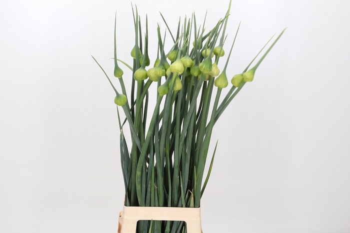 Allium Kenton