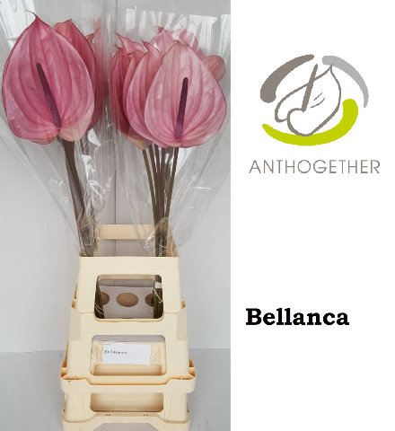 <h4>Anthurium Bellanca</h4>