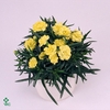 DIANTHUS BARBATUS P15