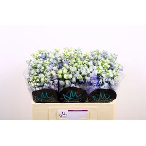 Delph Guard Lavender Marginpar