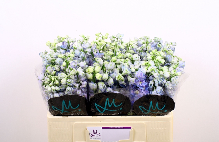 <h4>Delph Guard Lavender Marginpar</h4>