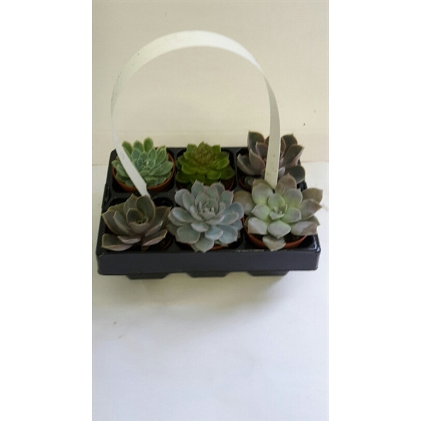 <h4>6 pack echeveria</h4>