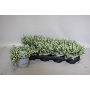 Sedum Reflexum