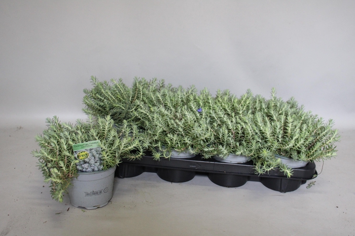 <h4>Sedum Reflexum</h4>