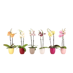 Hugo Paradise Mix Phal Mix 2T14+