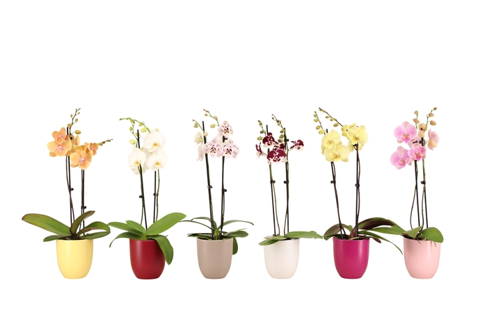 <h4>Hugo Paradise Mix Phal Mix 2T14+</h4>