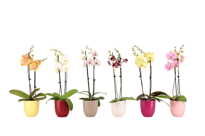 <h4>Hugo Paradise Mix Phal Mix 2T14+</h4>