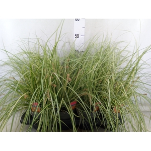 Carex hachijoensis 'Evergold'