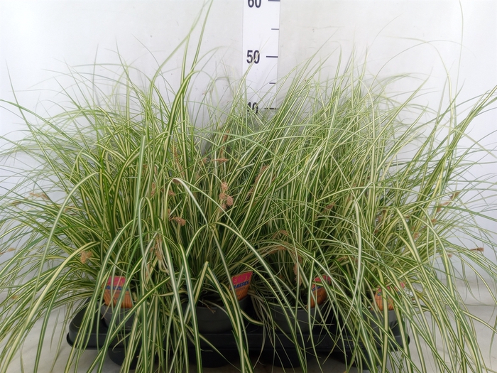 <h4>Carex hachijoensis 'Evergold'</h4>