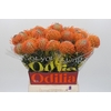 Nutans Ayoba Orange