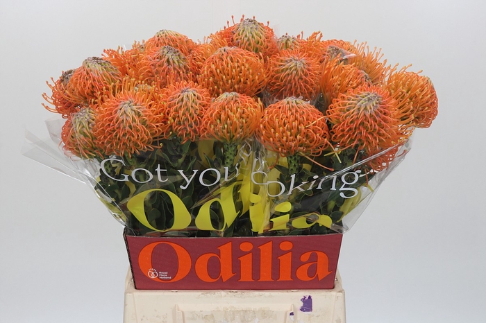 Nutans Ayoba Orange