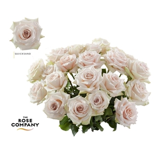 Rosa ec quicksand