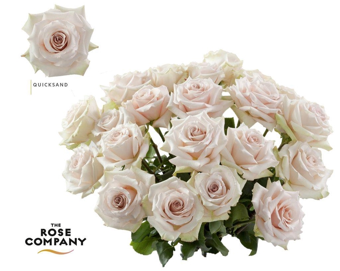 <h4>Rosa ec quicksand</h4>