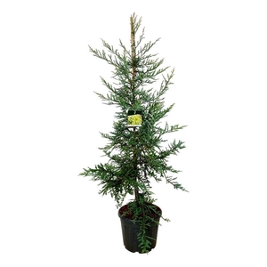 Sequoia sempervirens 'Adpressa'