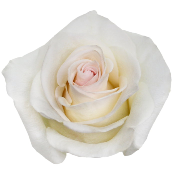 <h4>R GR PASTELLA</h4>