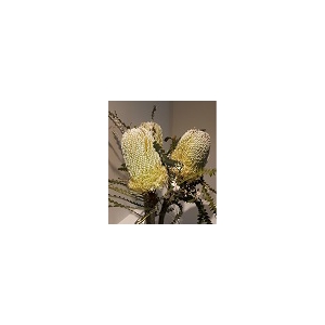 Banksia Natural