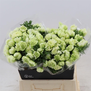 Anemone Fullstar Pure White